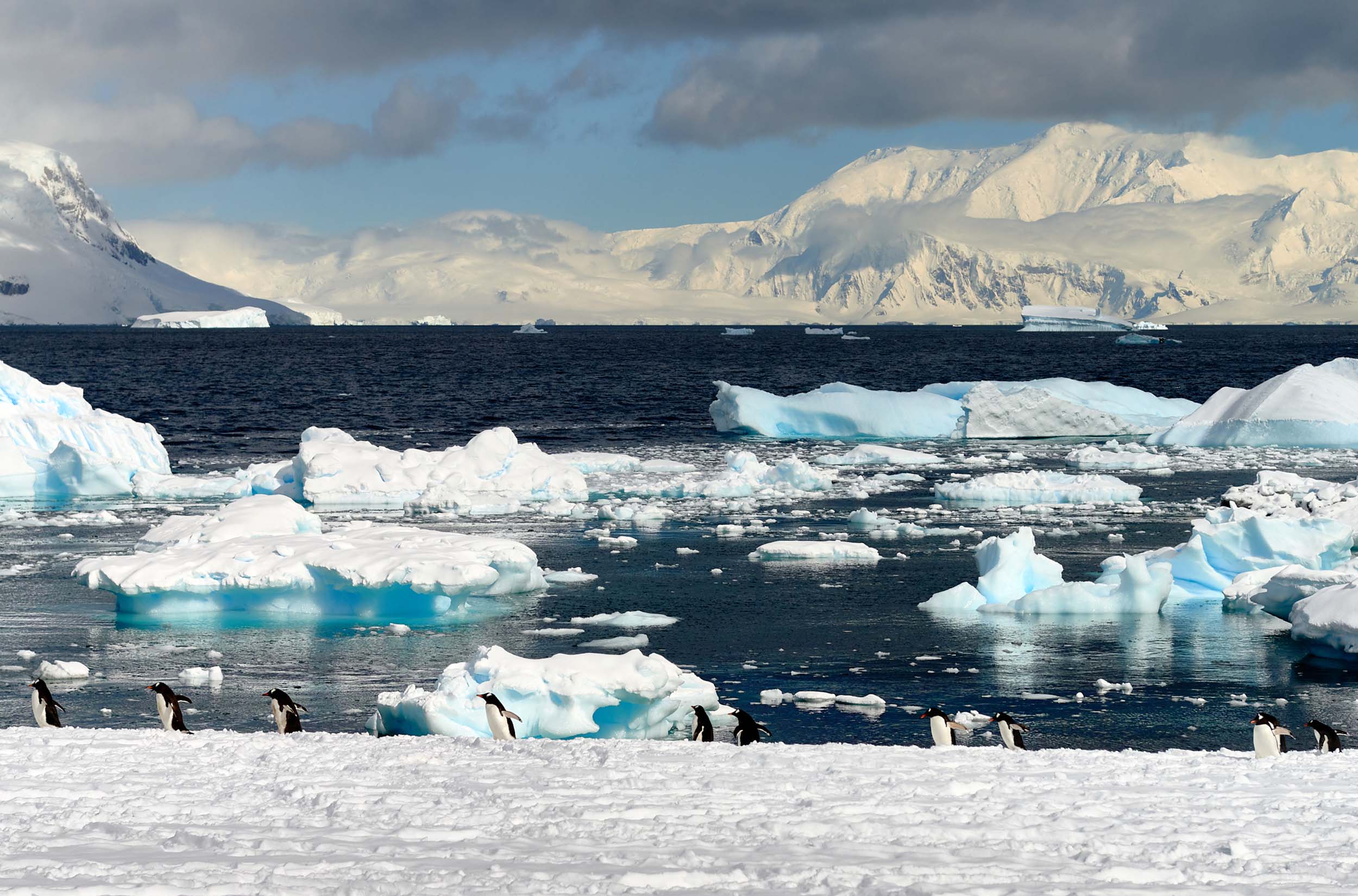 Bill work melting ice swimming in ocean photo.