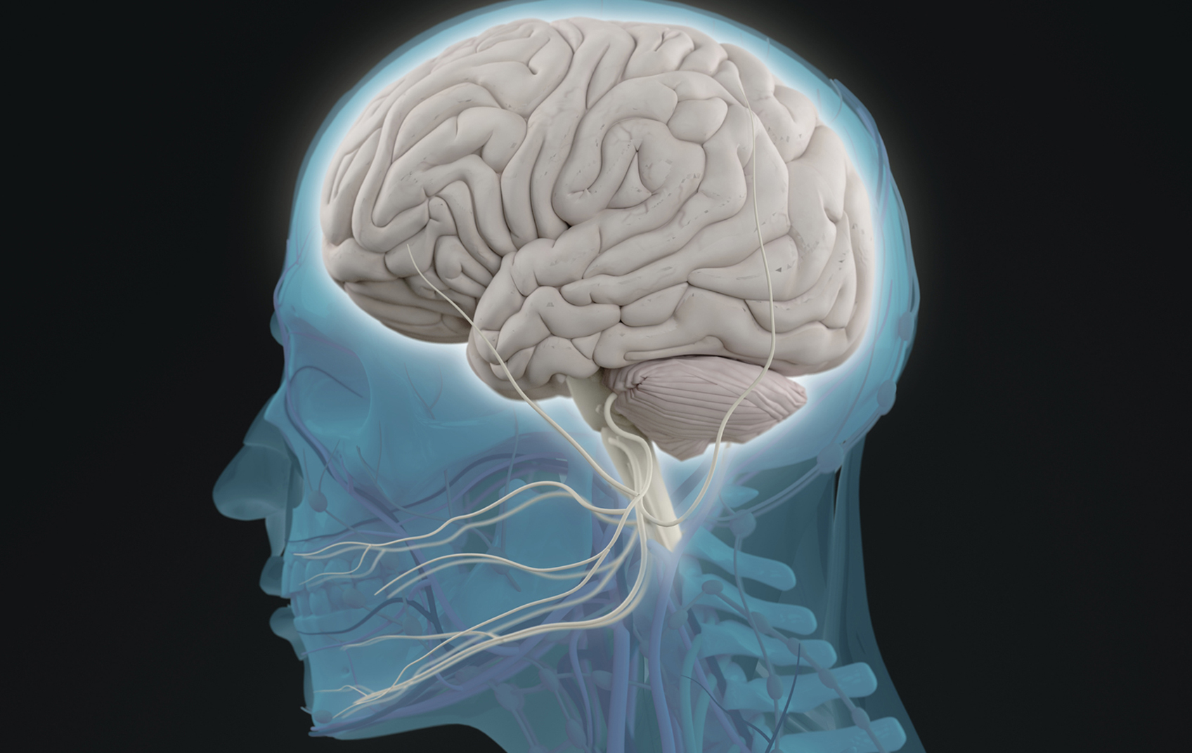 Head -profile -and -brain -side -section 1696X1072 (1)
