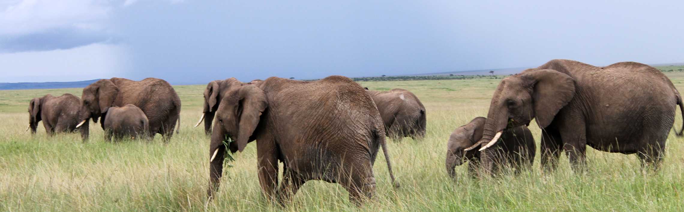 Elephants grazing in a field