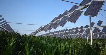 The unexpected reason$ farmers are planting crops under solar panels