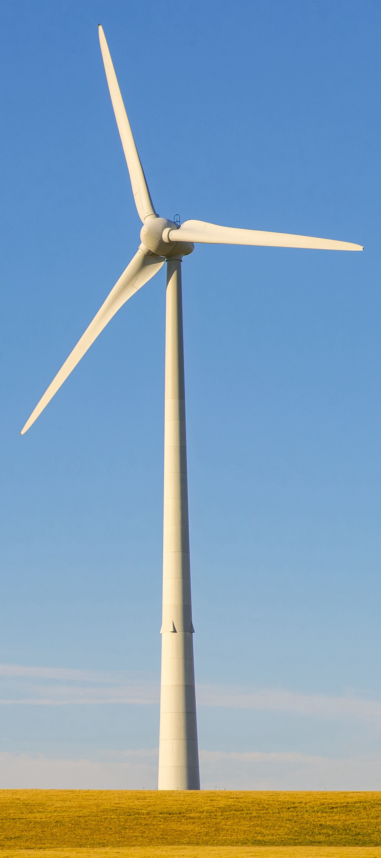 Wind turbine in a yellow field with blue sky