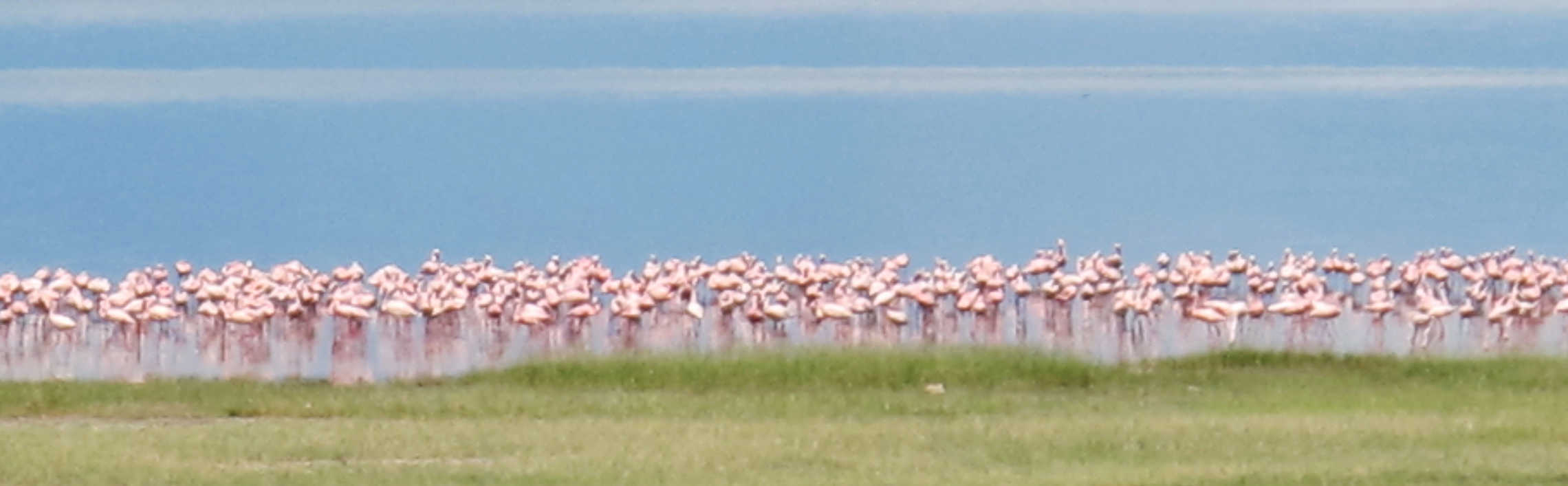 Flamingos