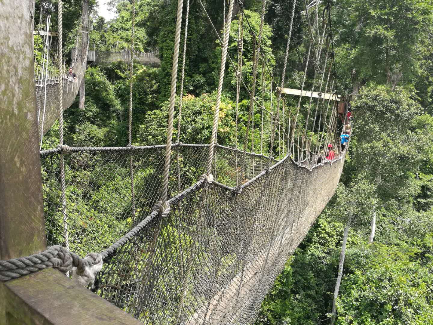 A tree canopy in Kakum National Park