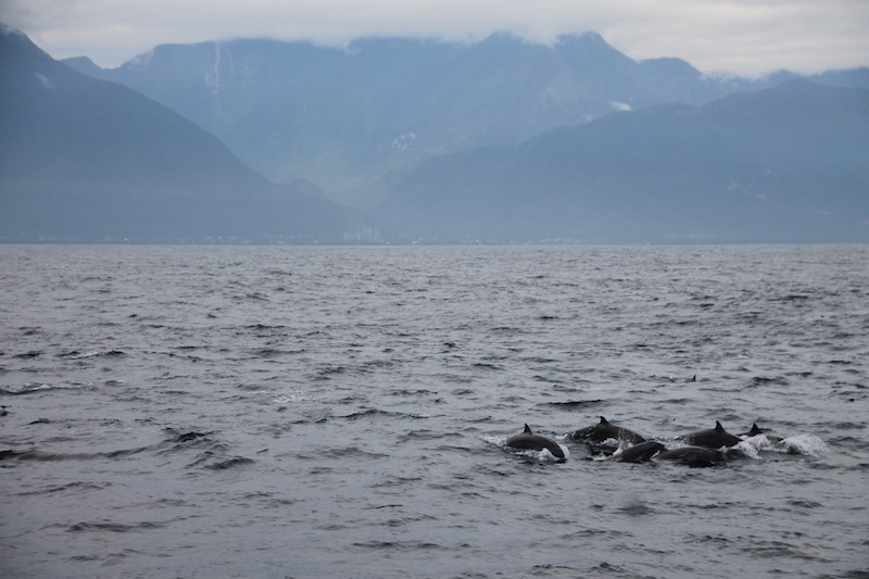 Dolphins swimming in the ocean