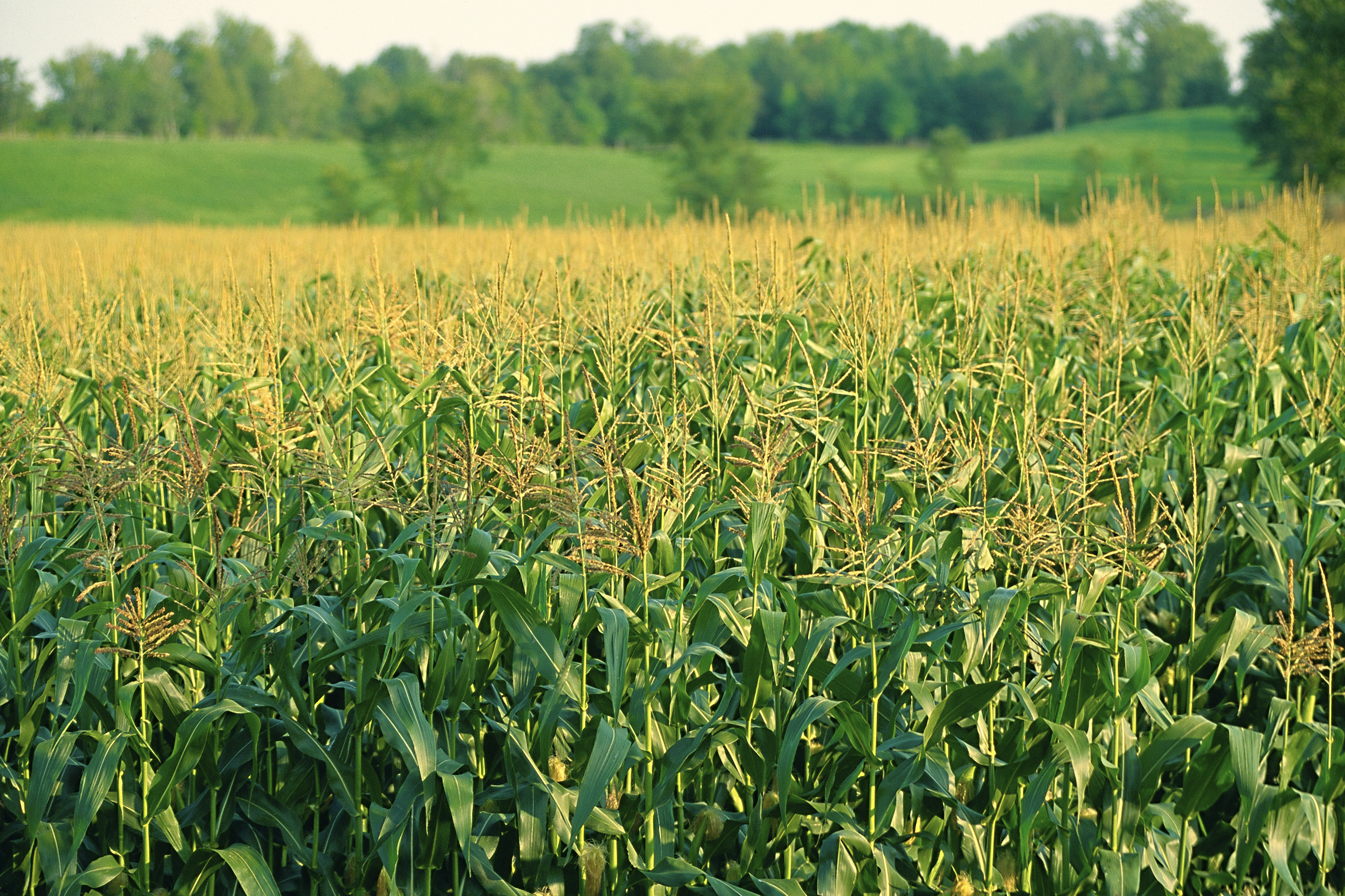 Saving The Soil (1) (1)