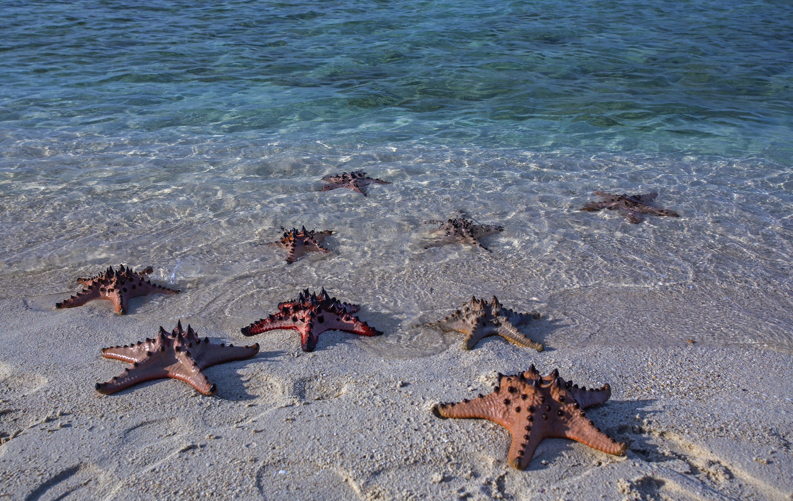 Starfish