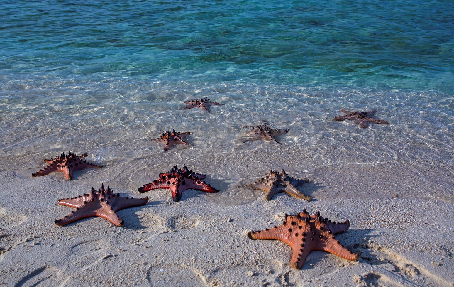 Seashells in the sand