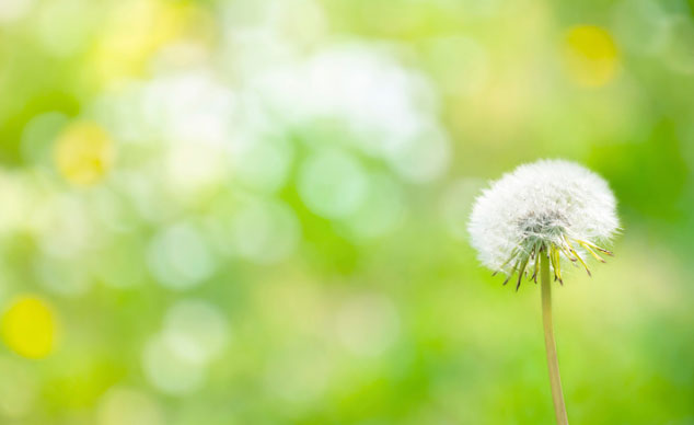 Dandelion