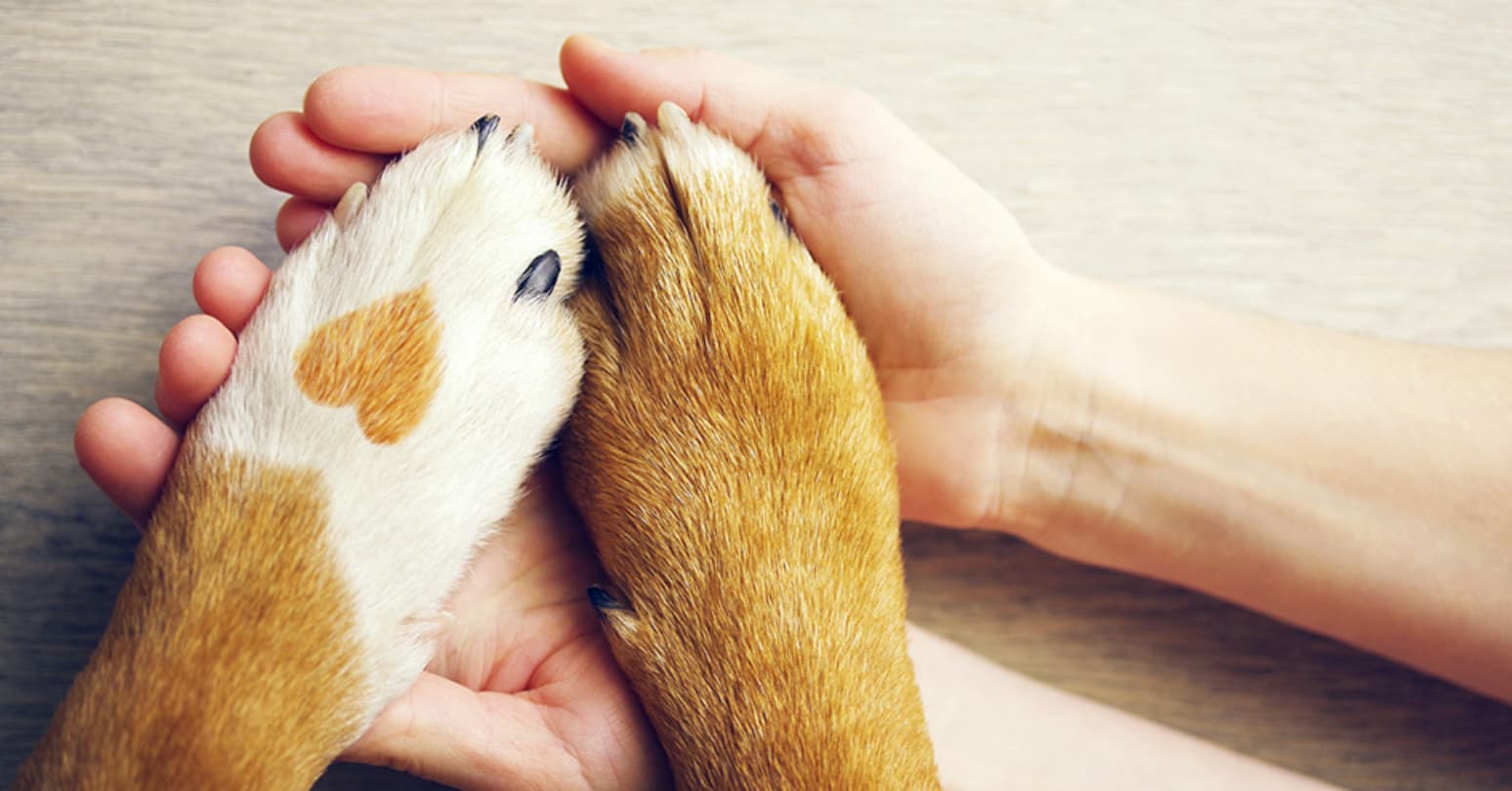 Business Is Everywhere Pet Care Banner