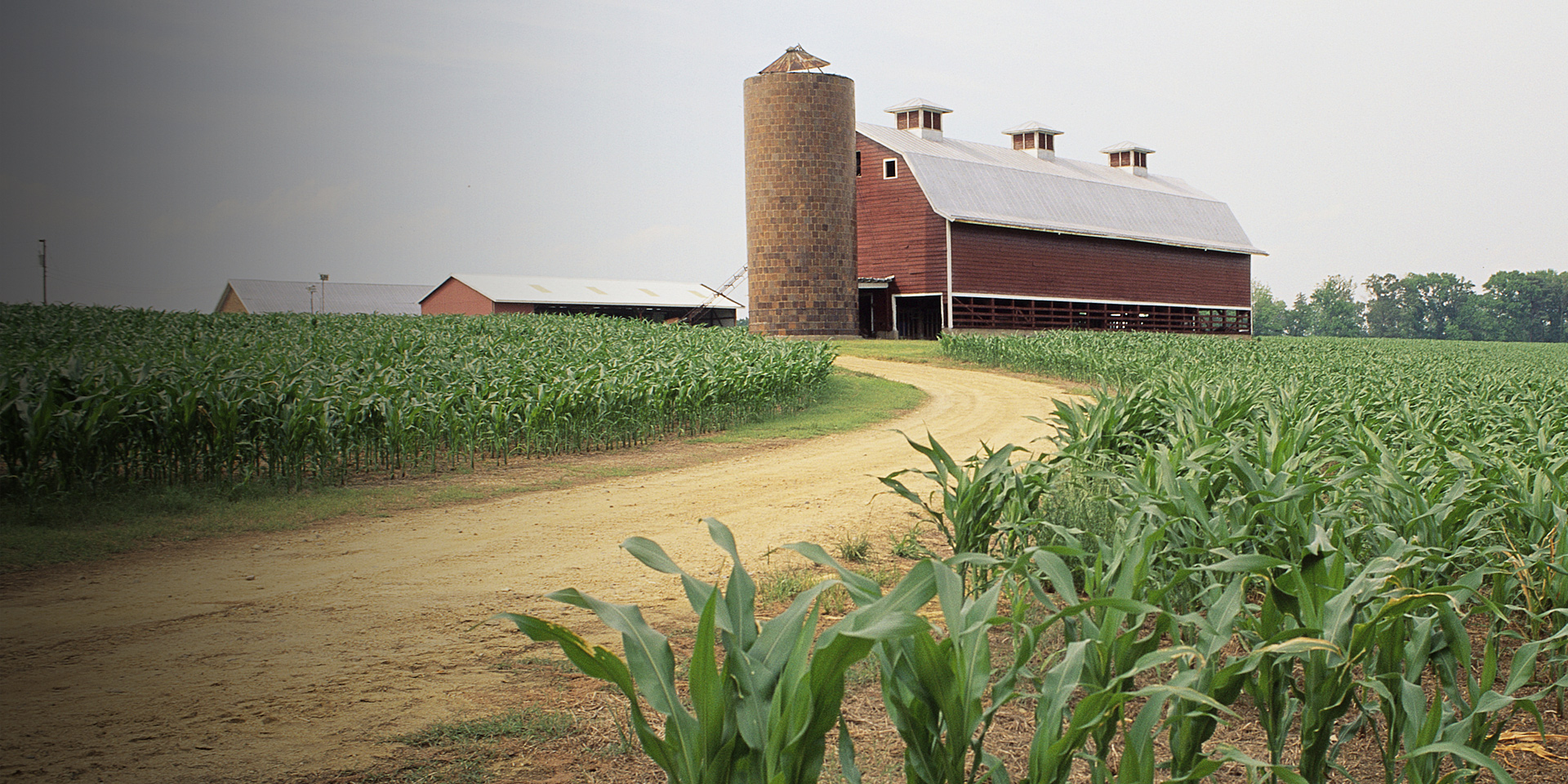 Red barn in corn fields