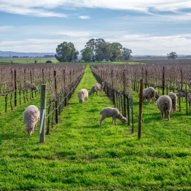 Sheep eating grass on an agricultural field