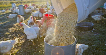 When does the circular economy improve agri-food sustainability?