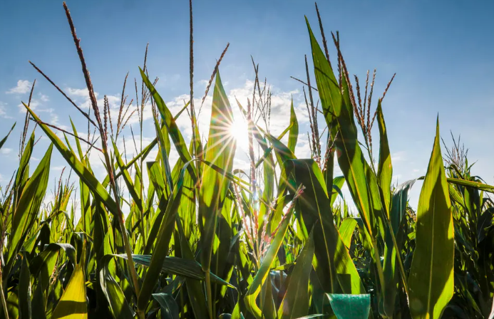 How To Eat The Food We Grow While Getting Our Energy Fix
