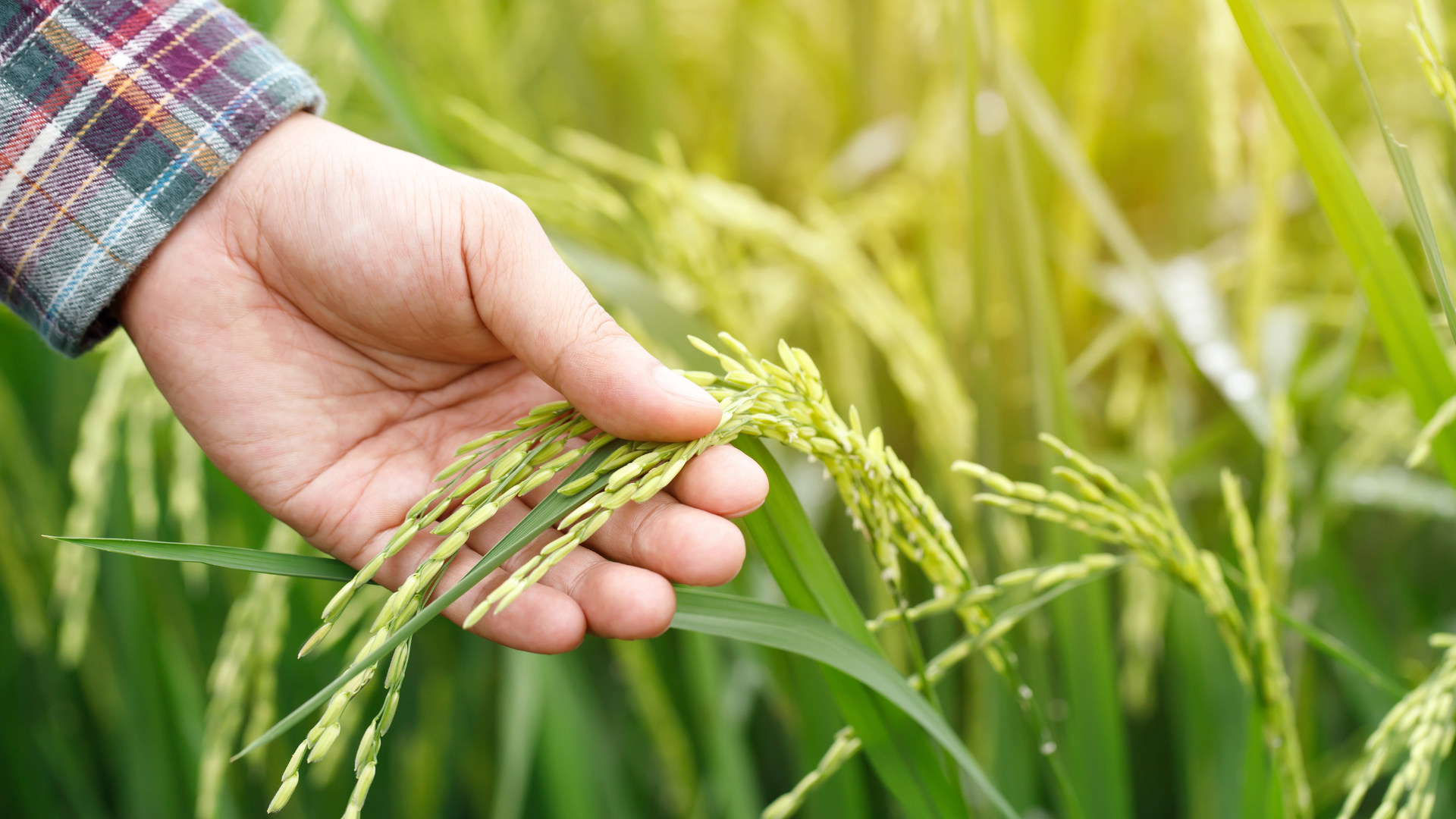 Future Of Agri Food Event Series (9)