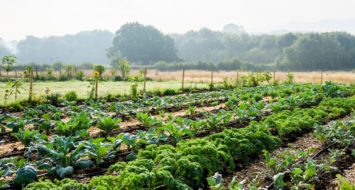 Agri-Food